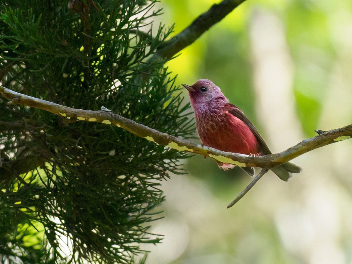 Pink-headed Warbler - ML602430341