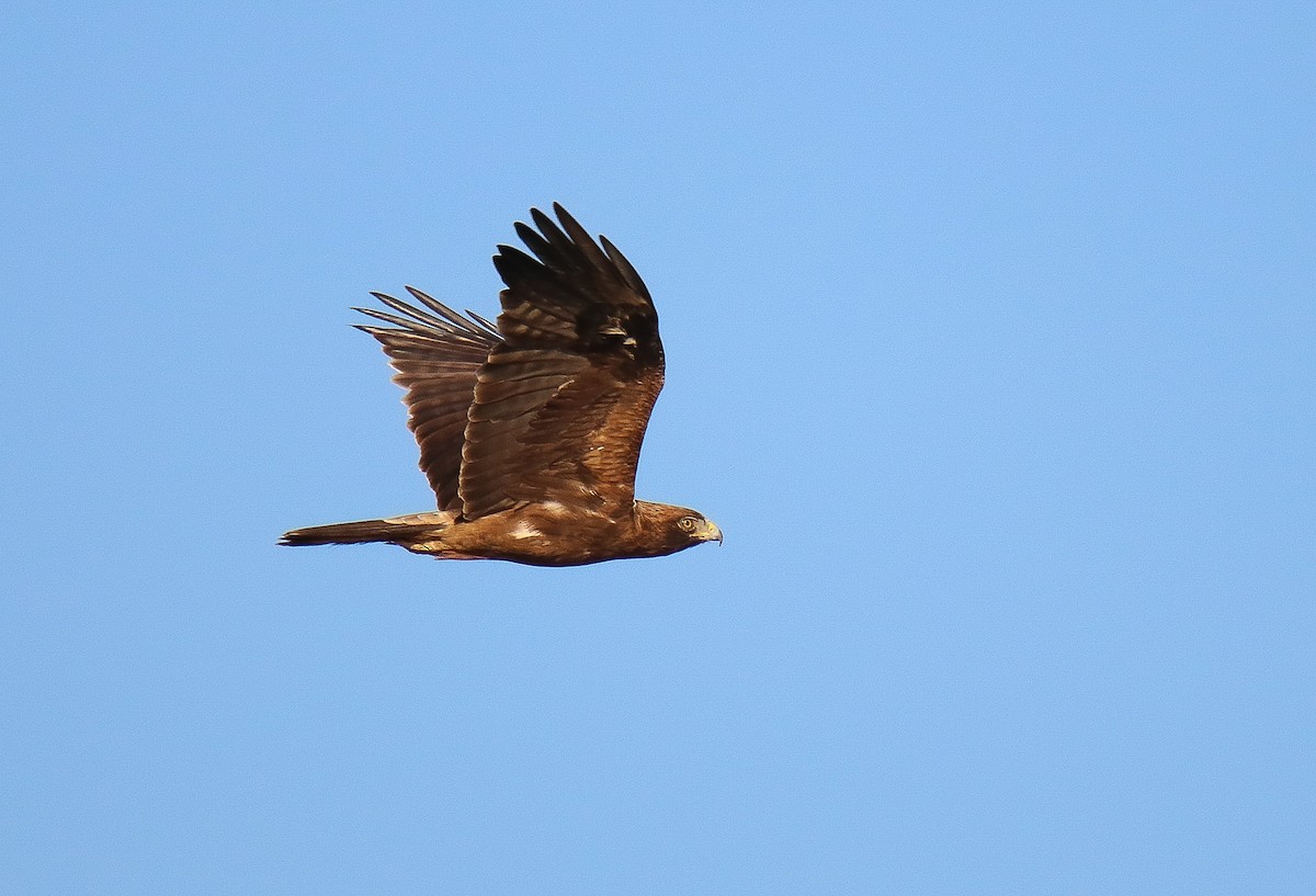 Águila Calzada - ML602430681