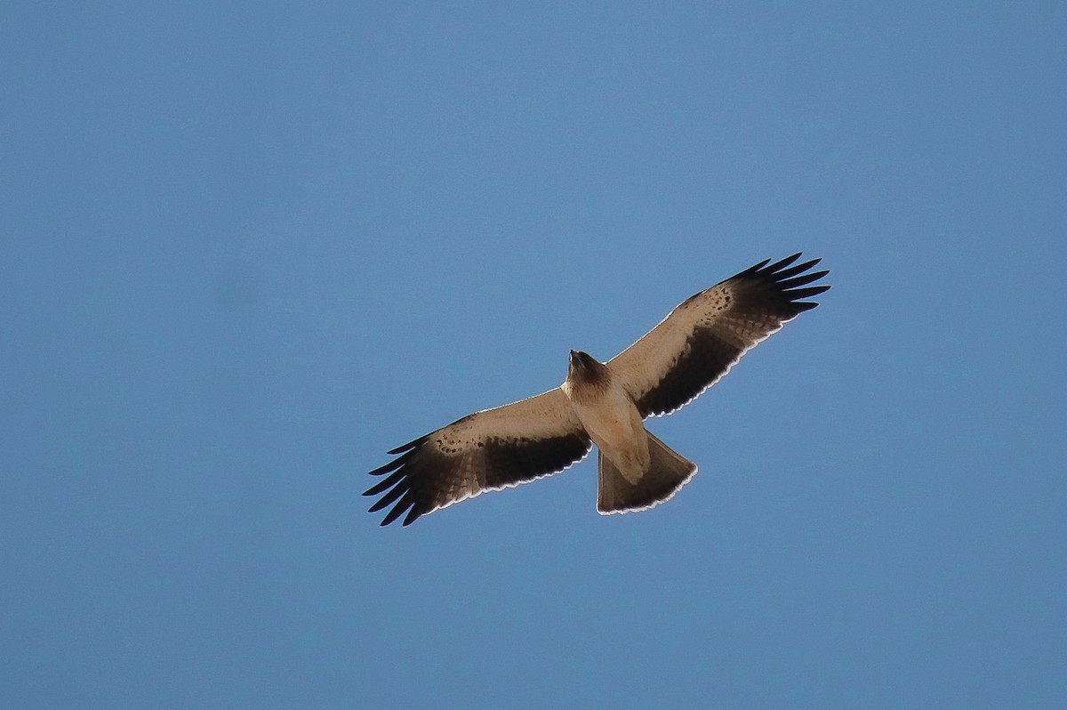 Águila Calzada - ML602430691