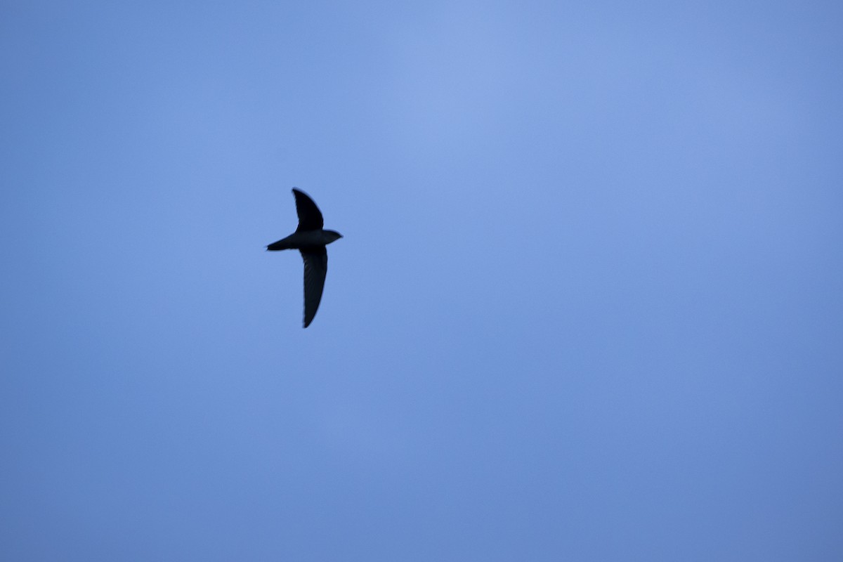 Chimney Swift - ML602430731