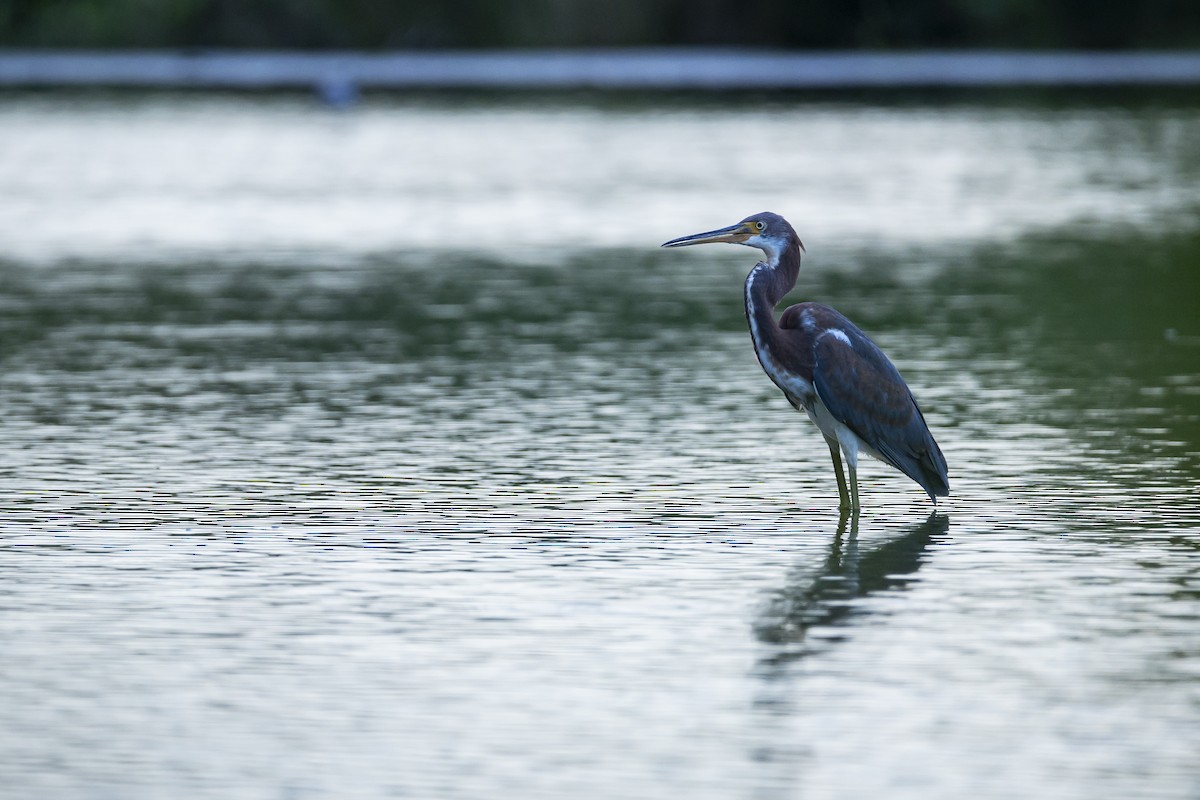 Tricolored Heron - ML602430761