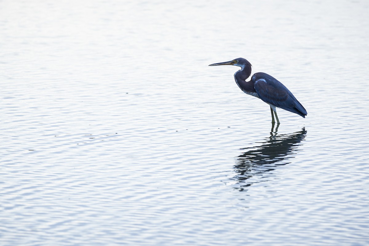 Tricolored Heron - ML602430771