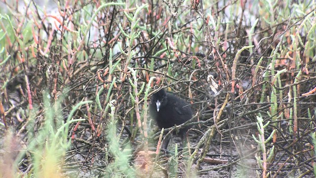 Ridgway's Rail (Light-footed) - ML602430911