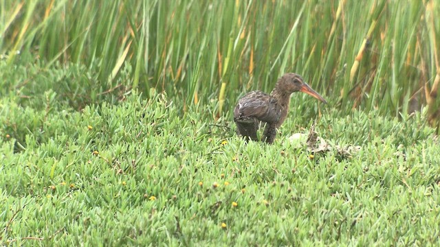 Ridgway's Rail (Light-footed) - ML602430921