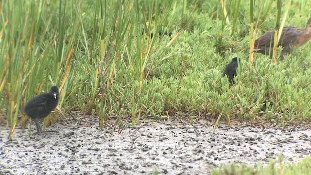 Ridgway's Rail (Light-footed) - ML602430931