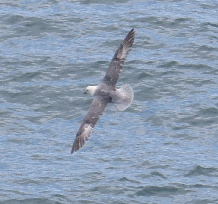 Northern Fulmar - Peter Keyel