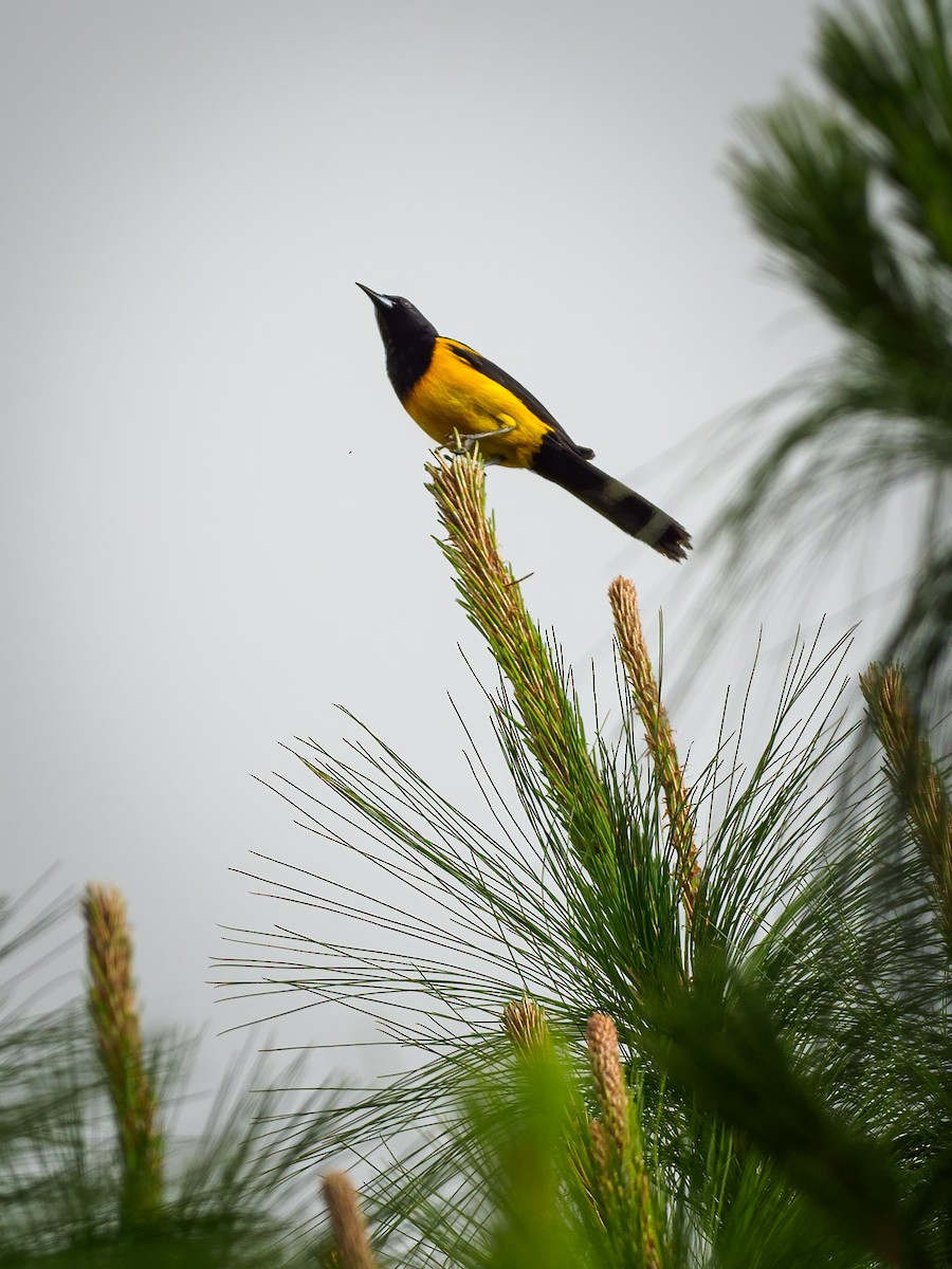 Black-vented Oriole - ML602431711