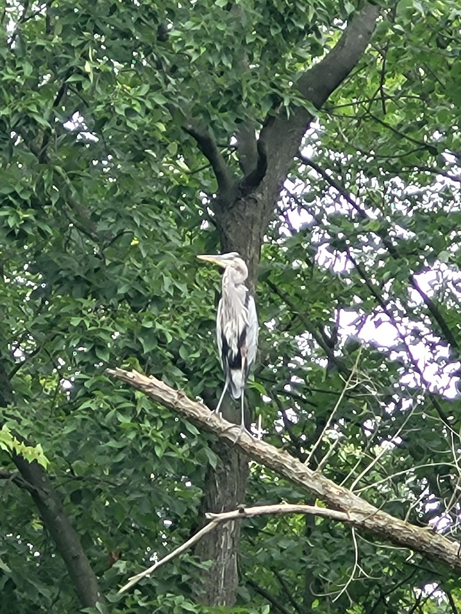 Great Blue Heron - ML602433481