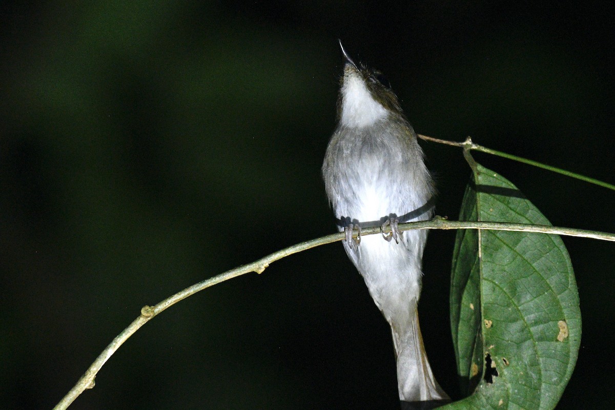 Gray-chested Jungle Flycatcher - ML602433561