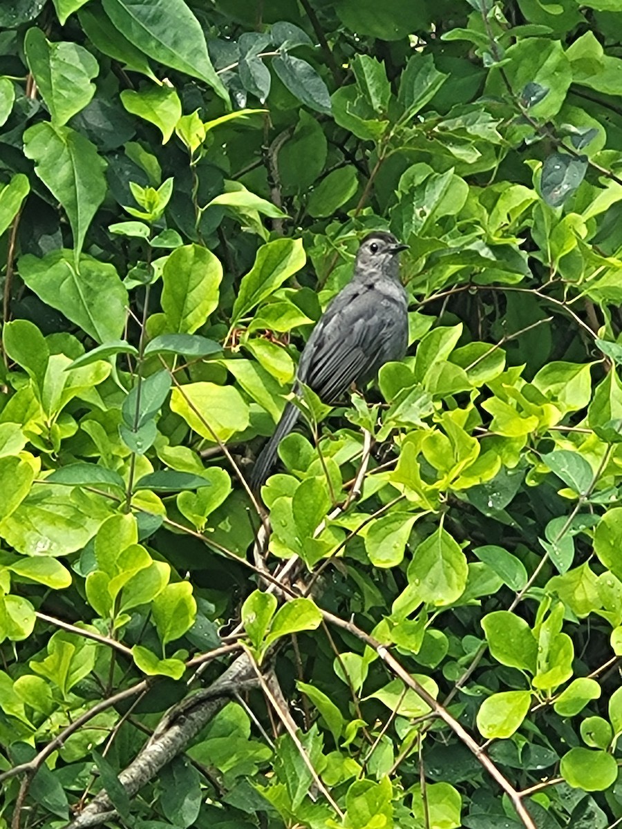 Gray Catbird - ML602433811