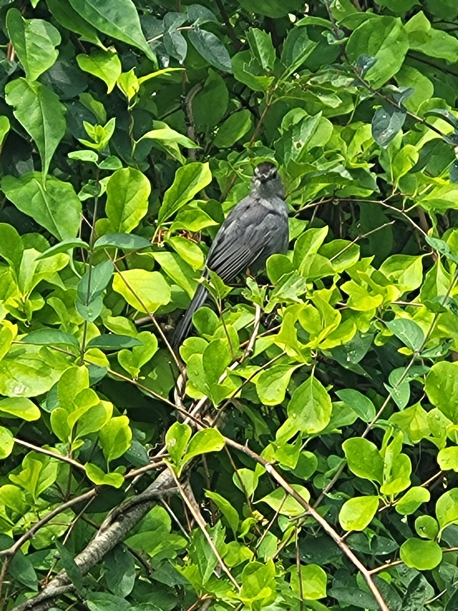 Gray Catbird - ML602433821