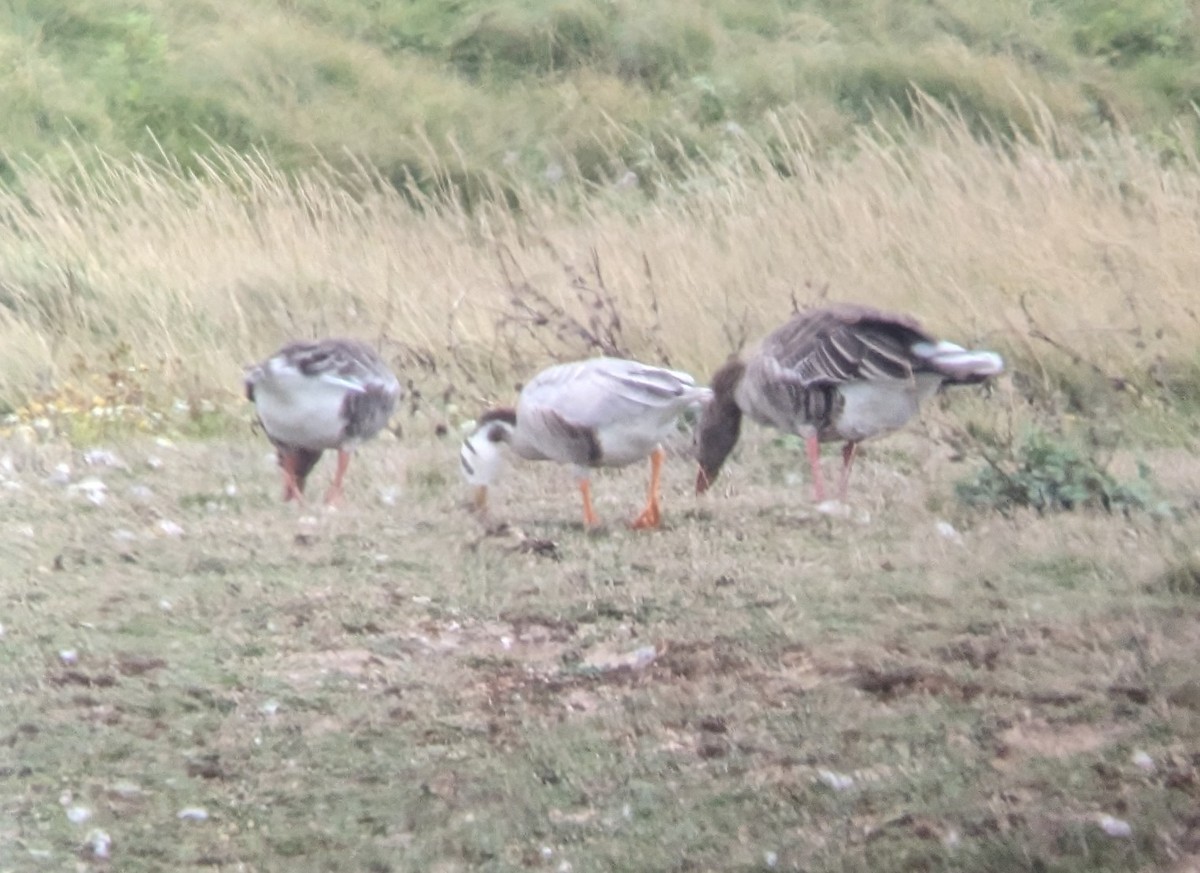 Bar-headed Goose - ML602434671