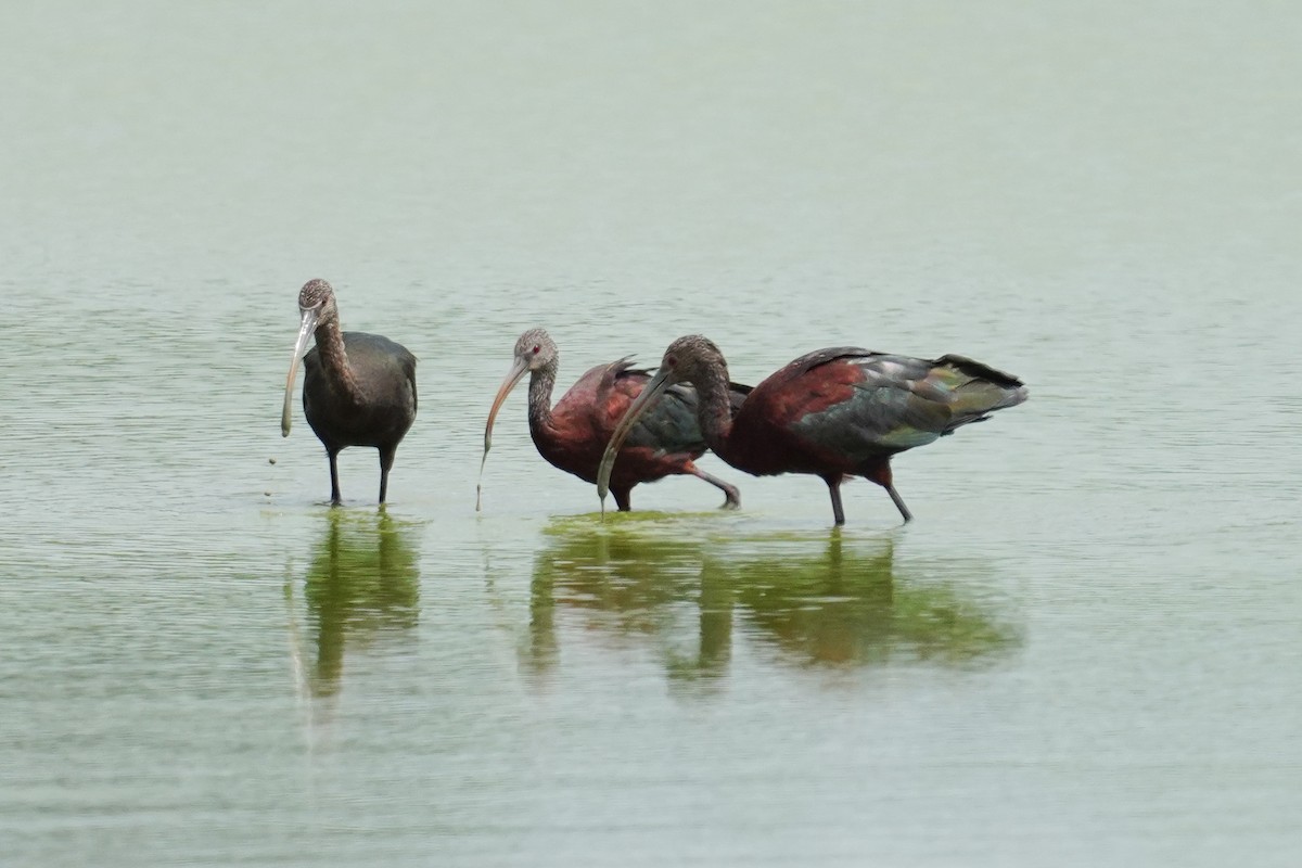 White-faced Ibis - ML602435991