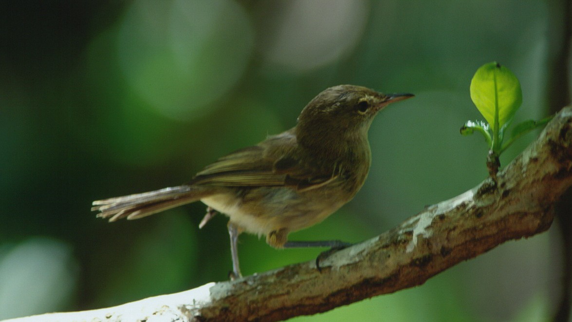 Seychelles Warbler - ML602436011