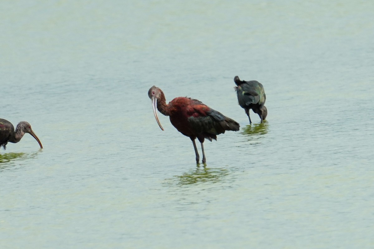 White-faced Ibis - ML602436201