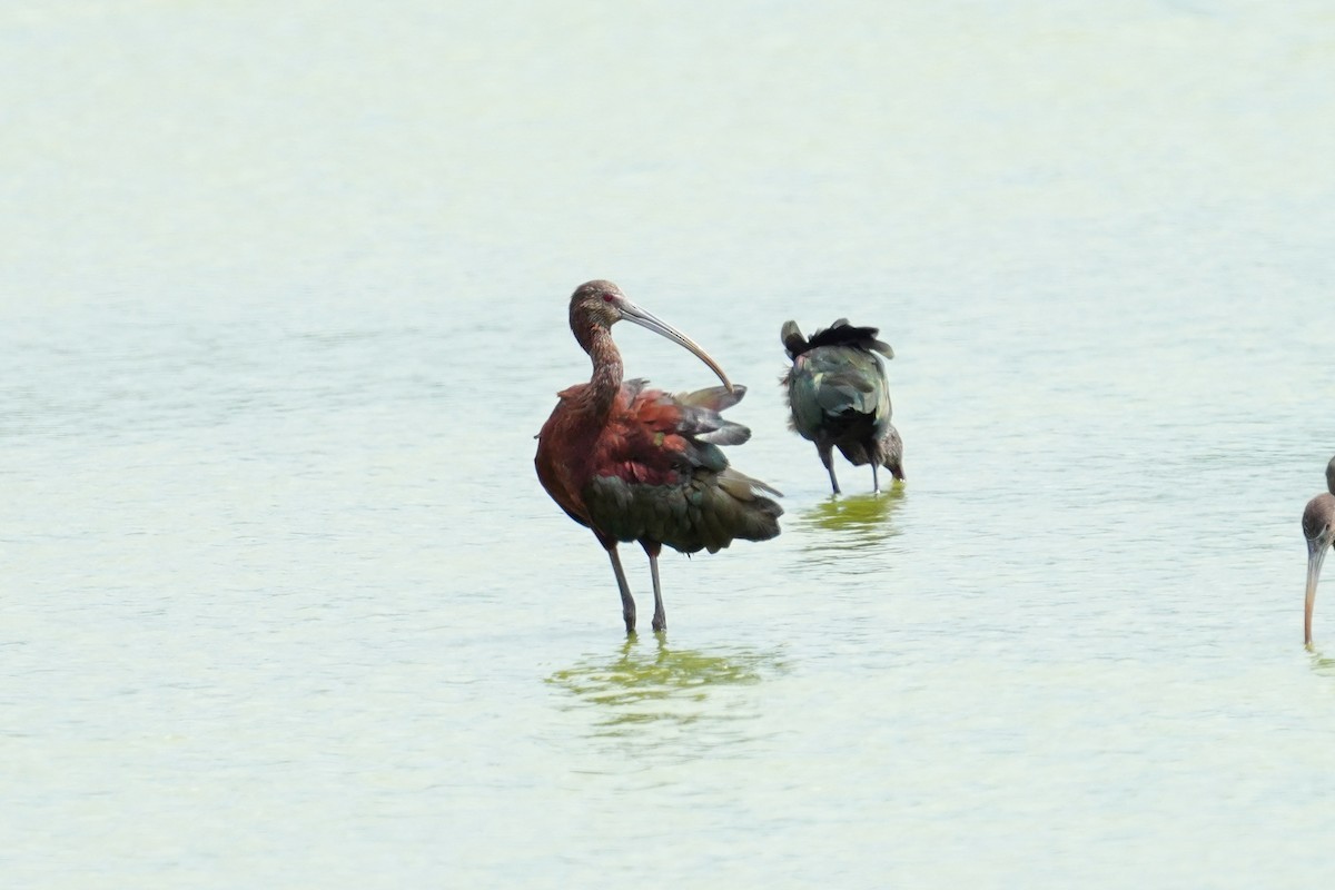 White-faced Ibis - ML602436221