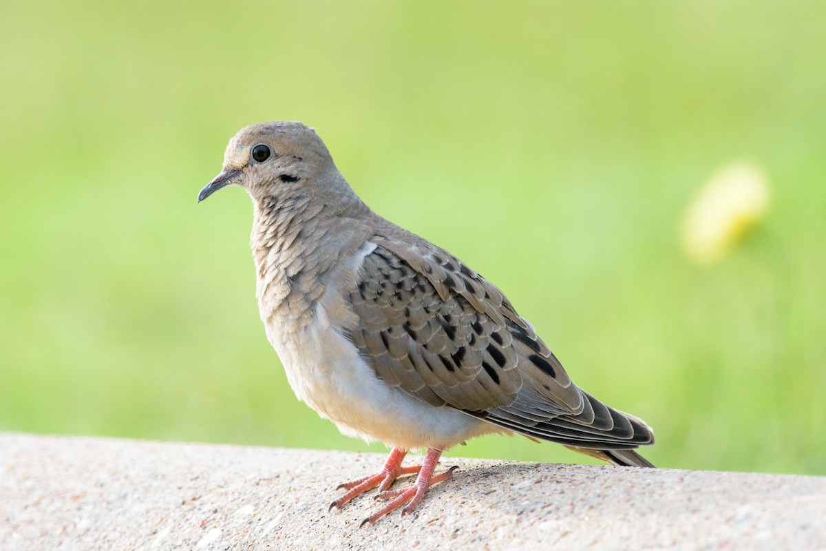 Mourning Dove - ML60243631