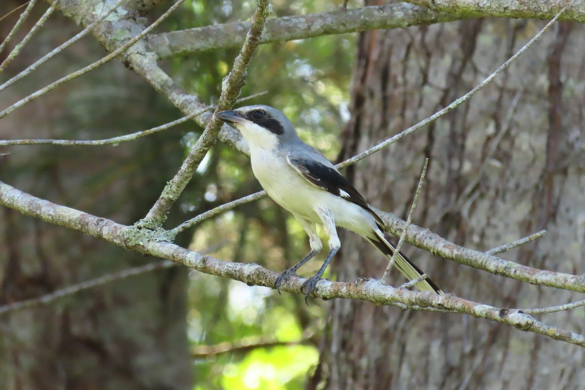 Loggerhead Shrike - ML602436801