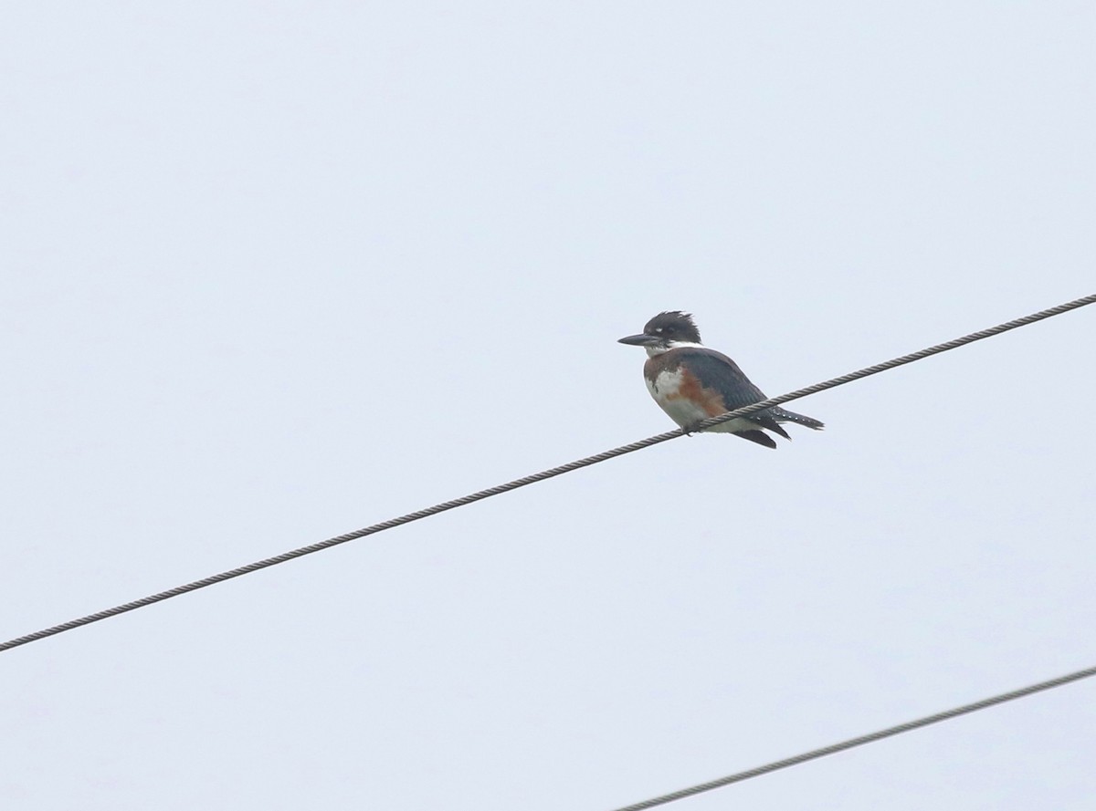 Belted Kingfisher - ML602437451