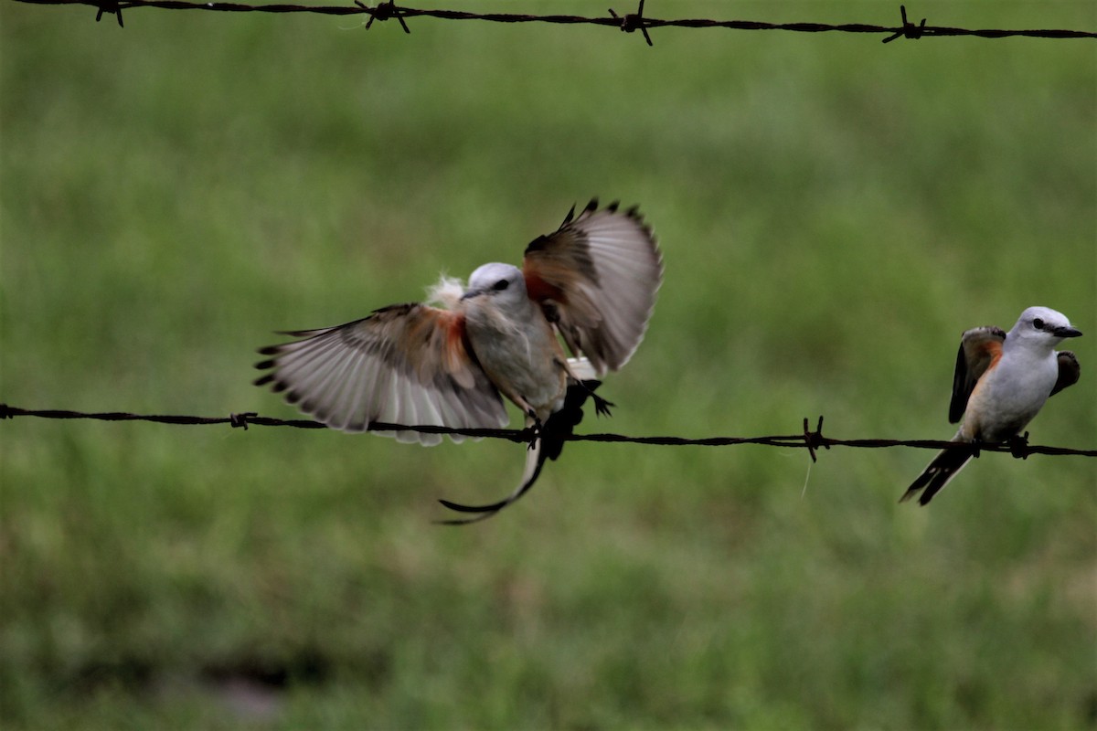 Scissor-tailed Flycatcher - Ronald Goddard