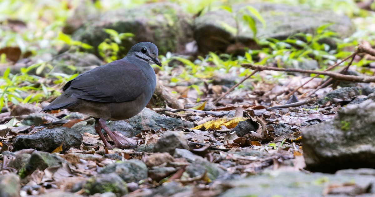 Purplish-backed Quail-Dove - Luke Seitz