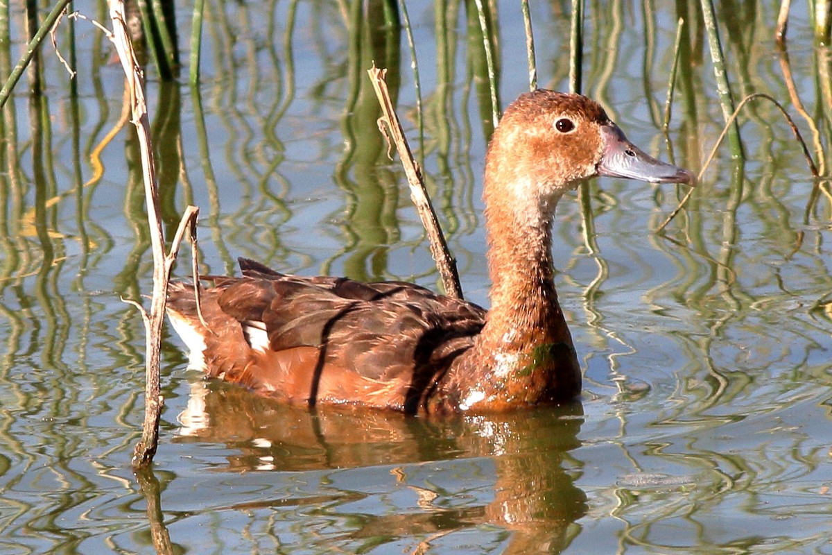 Rosy-billed Pochard - ML60243831