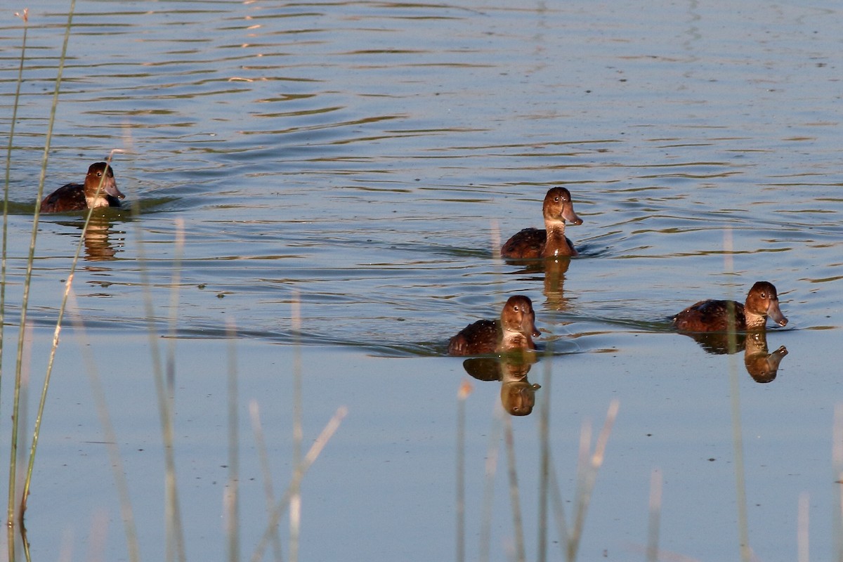 Rosy-billed Pochard - ML60243881