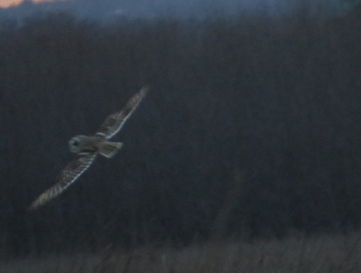 Short-eared Owl - ML602438871