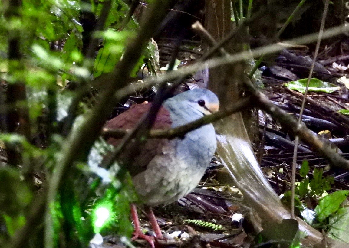 Buff-fronted Quail-Dove - ML602439041