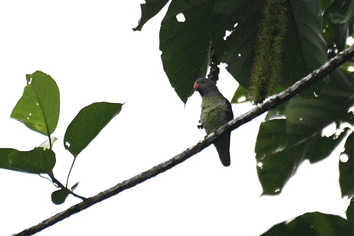 Blue-rumped Parrot - ML602439501