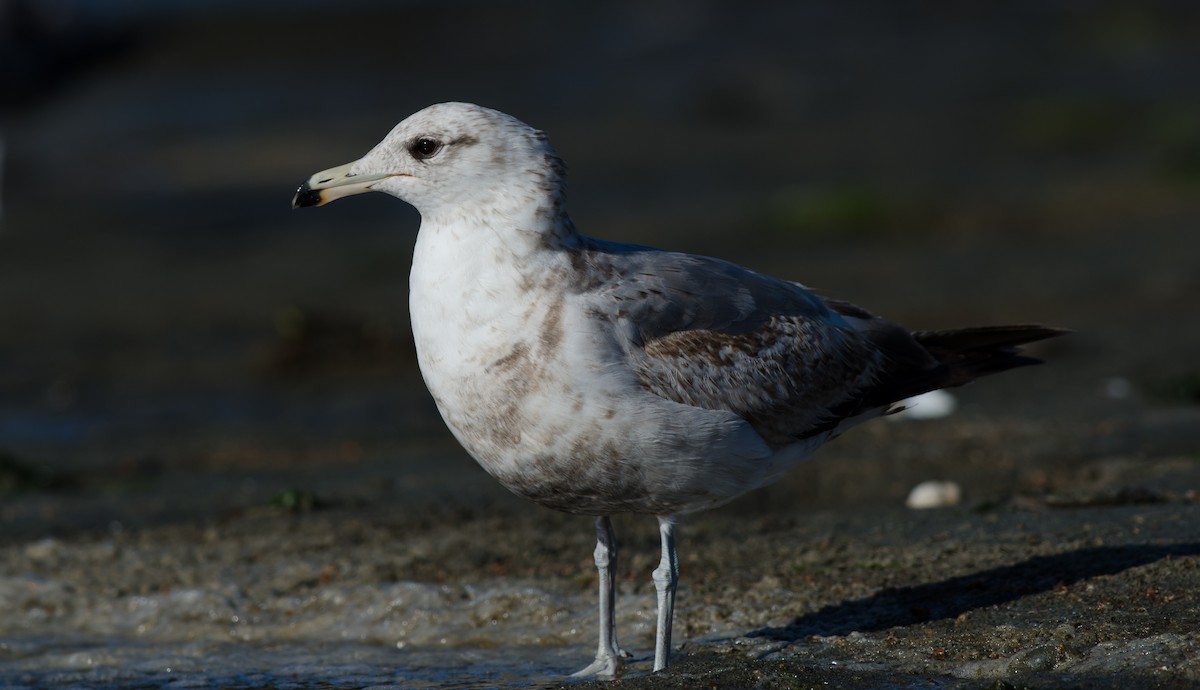 California Gull - ML60244011