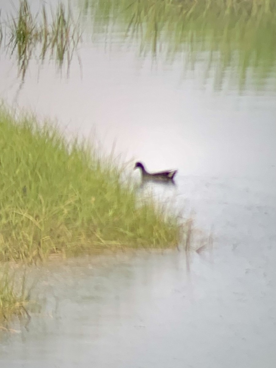 Common Gallinule - ML602440271