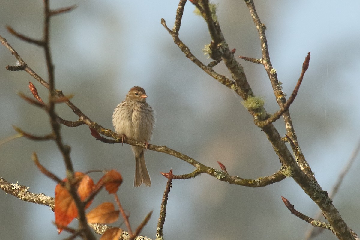 Chipping Sparrow - Greg Gillson