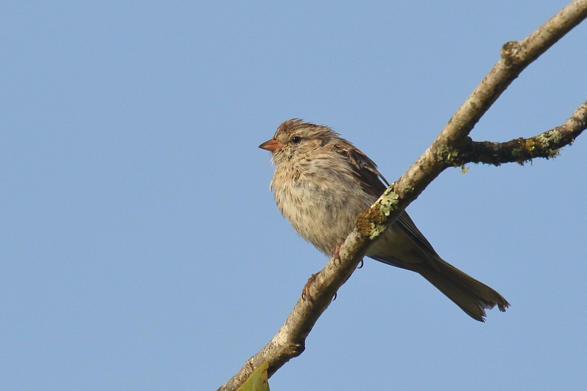 Chipping Sparrow - Greg Gillson