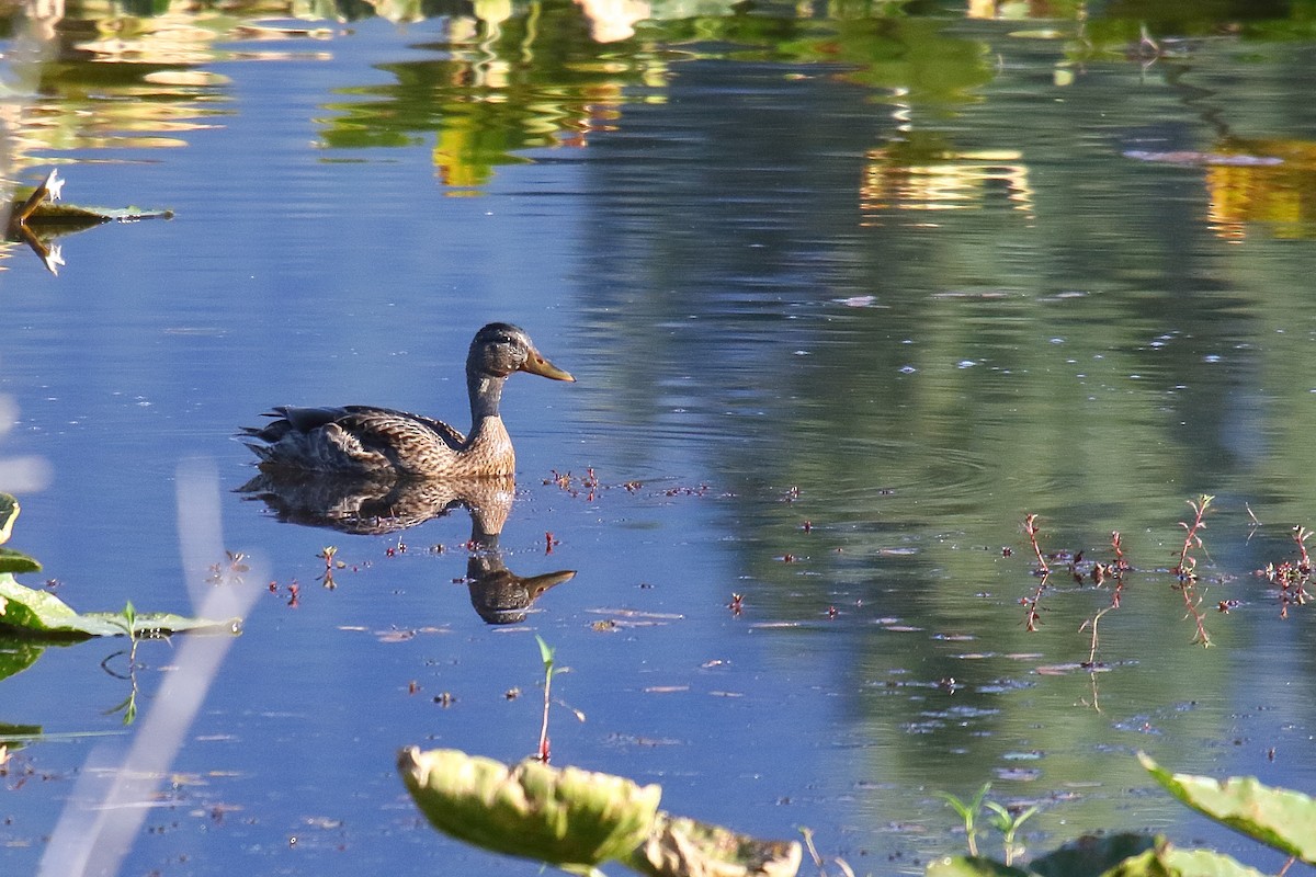 Canard colvert - ML602441521