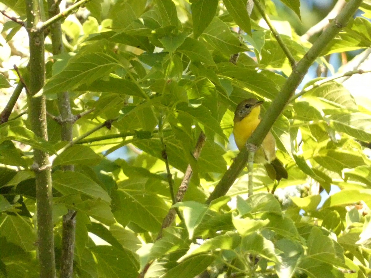 Common Yellowthroat - ML602442091