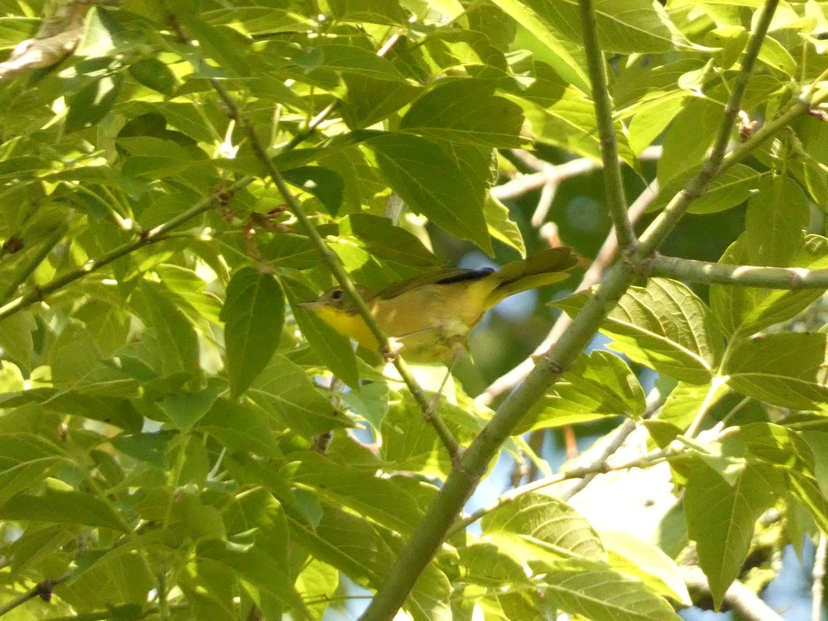 Common Yellowthroat - ML602442101