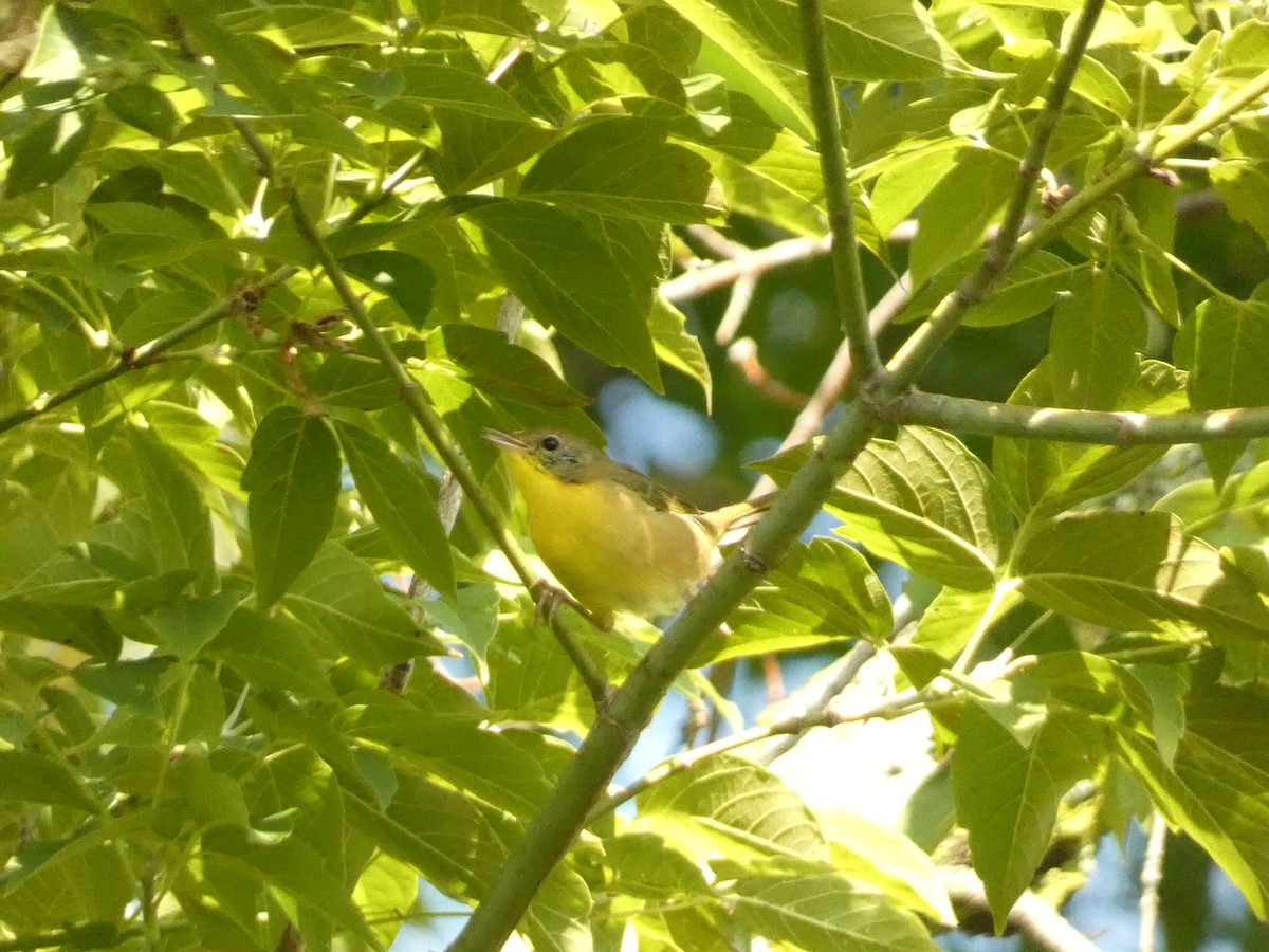 Common Yellowthroat - ML602442111