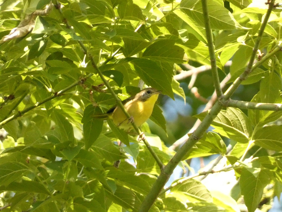 Common Yellowthroat - ML602442121