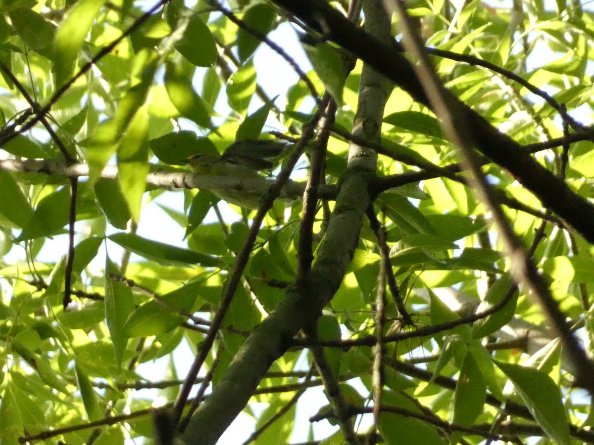 Tennessee Warbler - ML602442601