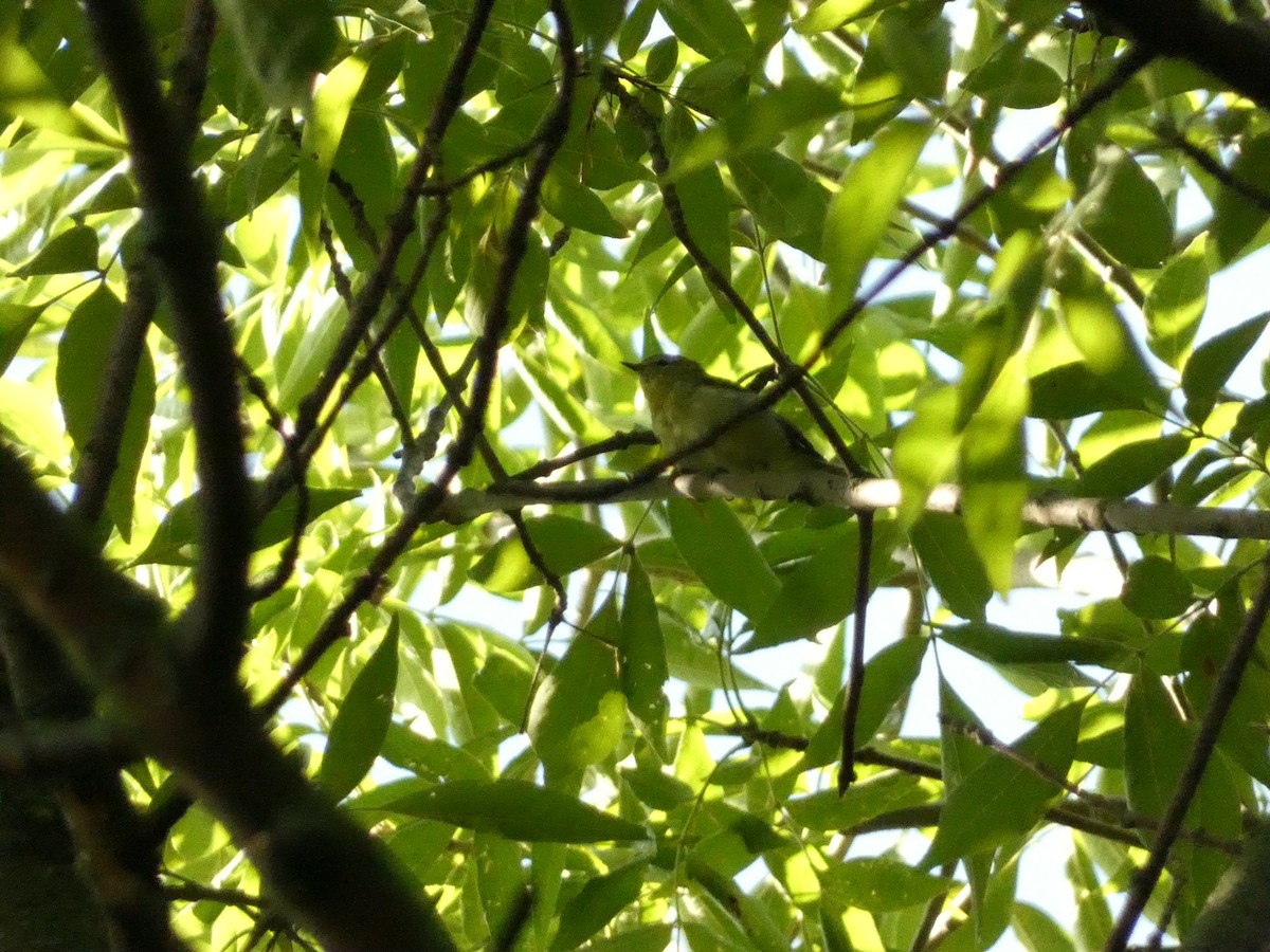 Tennessee Warbler - ML602442611