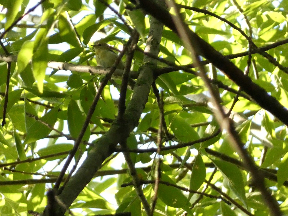 Tennessee Warbler - ML602442621