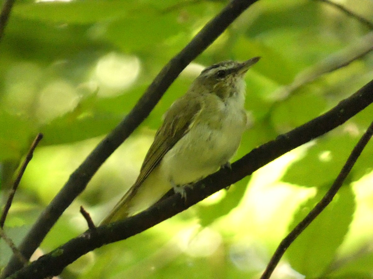 Red-eyed Vireo - ML602442701