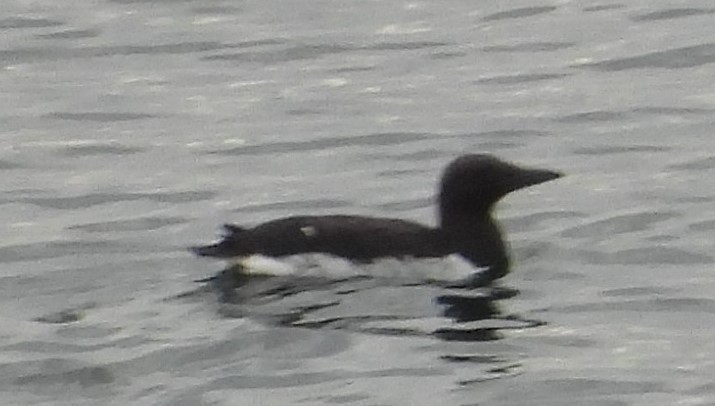 Thick-billed Murre - ML602442851