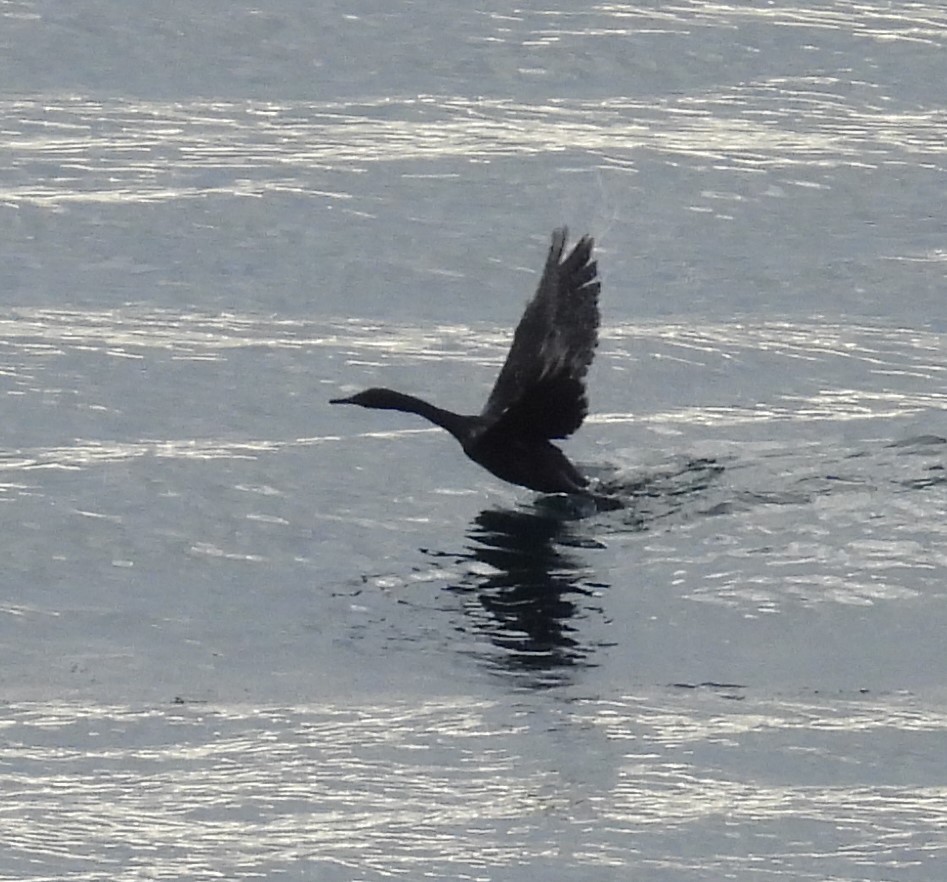 Pelagic Cormorant - ML602442961