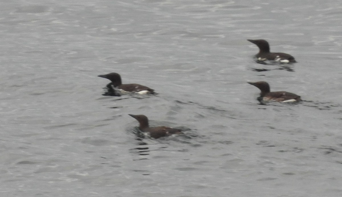 Thick-billed Murre - Debbie Segal