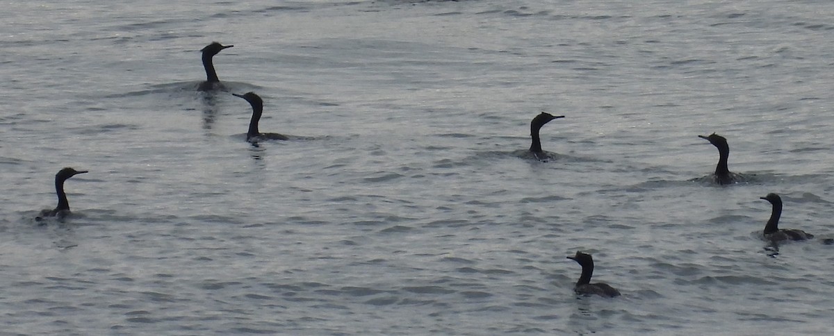 Pelagic Cormorant - Debbie Segal