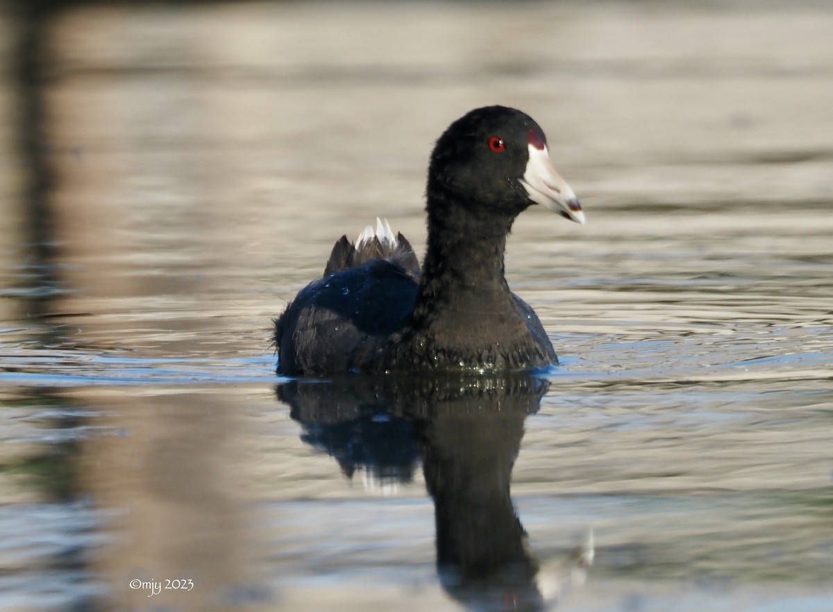 American Coot - ML602443341