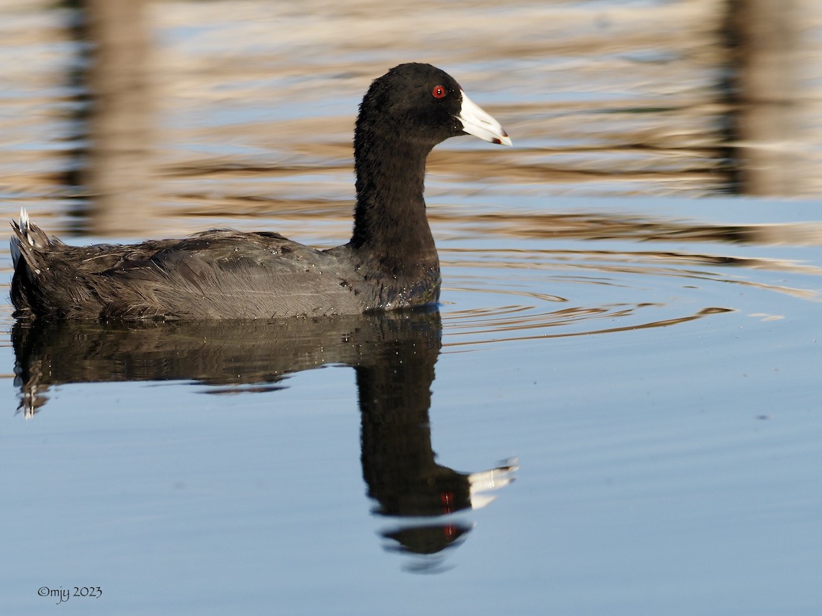 American Coot - ML602443351