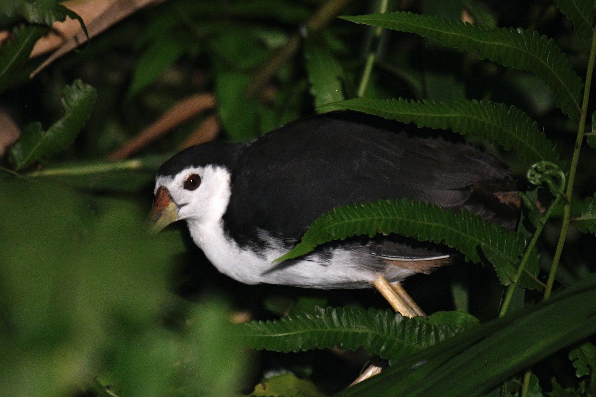 White-breasted Waterhen - Will Brooks
